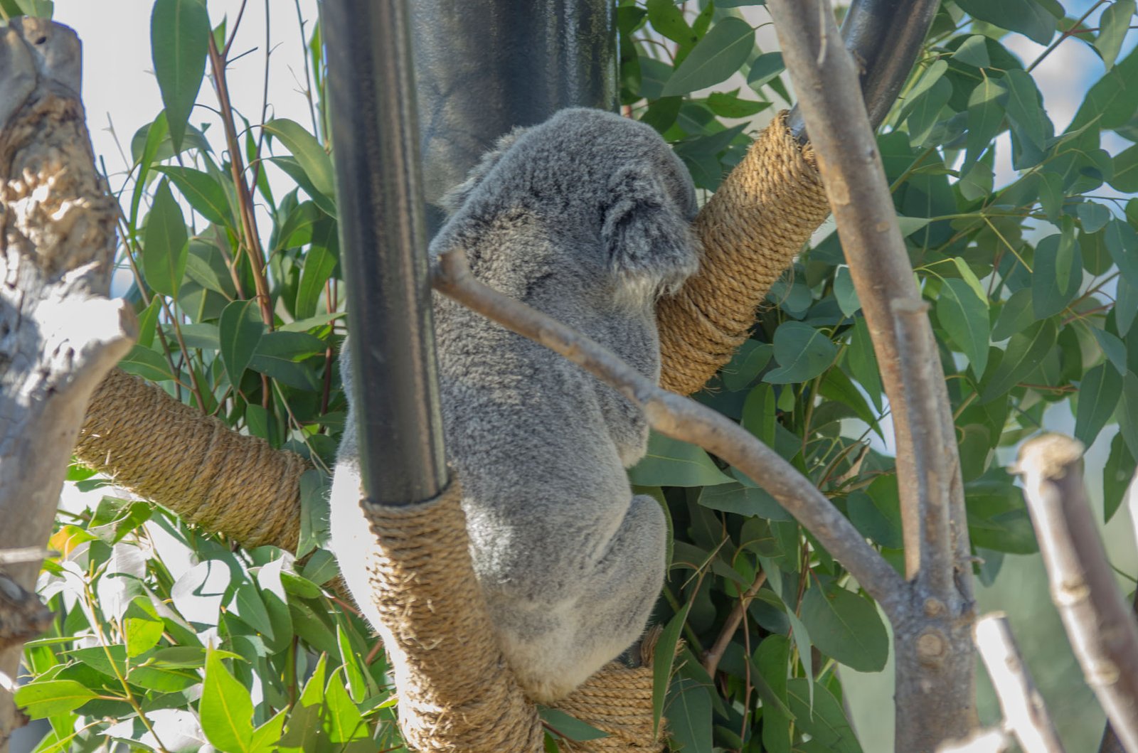 San Diego Zoo Part I 003